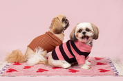 Montpellier Gardens in Sweetheart & Stuffed Fig